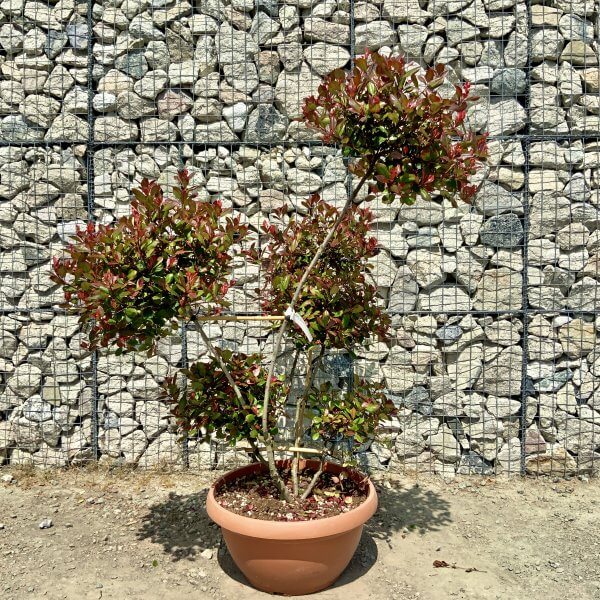 Photinia Nana (Little Red Robin) Pom Pom (LARGE) F970 - E4DE6771 AB80 4D50 8442 D061DE456A8E scaled