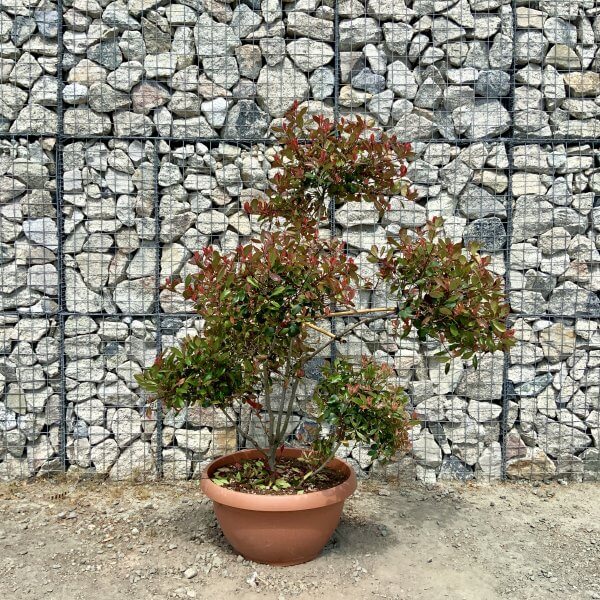 Photinia Nana (Little Red Robin) Pom Pom (LARGE) F963 - F568C66A 7B39 44A4 9F50 46002E0537A4 scaled