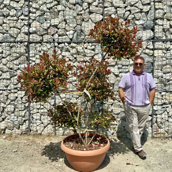 Photinia Nana (Little Red Robin) Pom Pom (LARGE) F970 - F7AD4D73 AB19 4EA8 BBF0 657E603B5A16 scaled