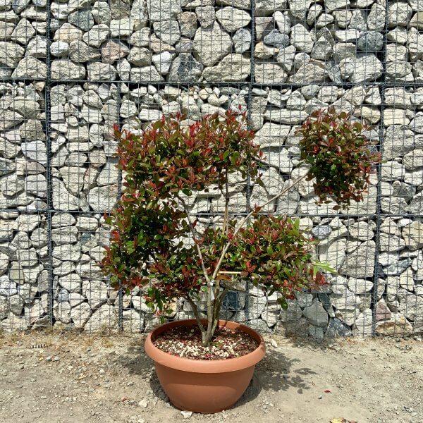 Photinia Nana (Little Red Robin) Pom Pom (LARGE) F966 - FEF36879 BD09 49E2 BA36 A0AD45347320 scaled