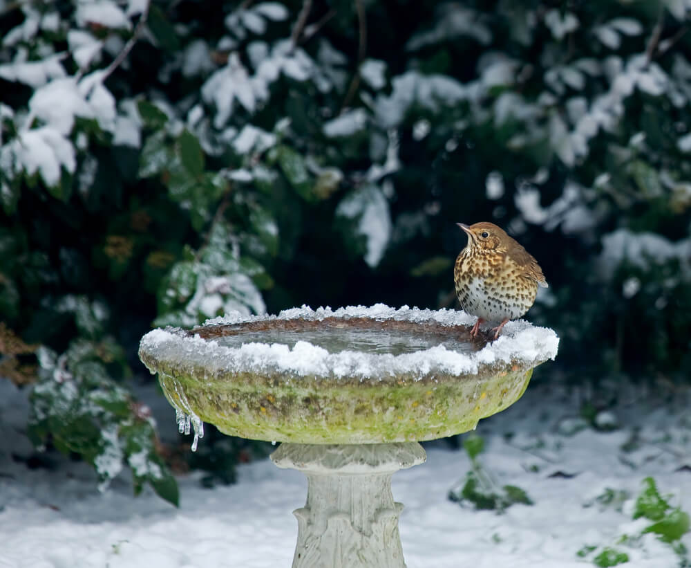 10 January Gardening Jobs You Must Complete - Frozen Bird Bath 10 January Gardening Jobs You Must Complete - Frozen Bird Bath