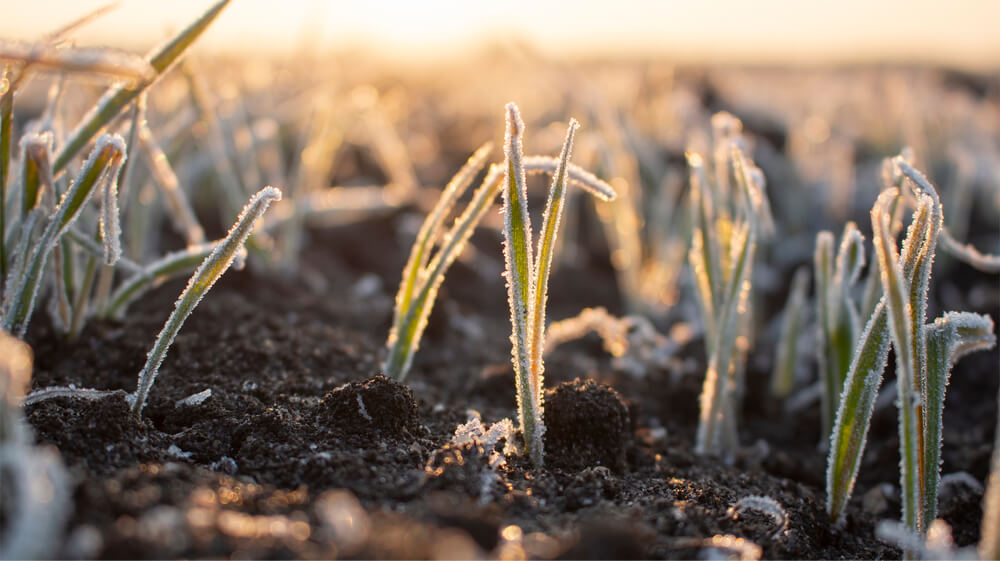 10 January Gardening Jobs You Must Complete - Frozen crops 10 January Gardening Jobs You Must Complete - Frozen crops