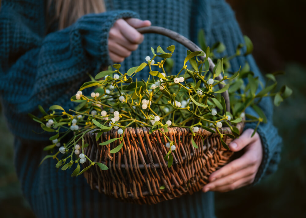 10 January Gardening Jobs You Must Complete - Mistletoe plants 10 January Gardening Jobs You Must Complete - Mistletoe plants