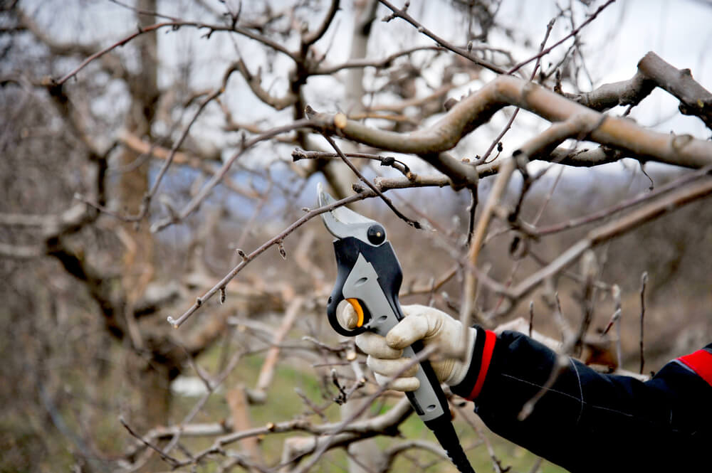 10 January Gardening Jobs You Must Complete - Prune apple and pear trees 10 January Gardening Jobs You Must Complete - Prune apple and pear trees