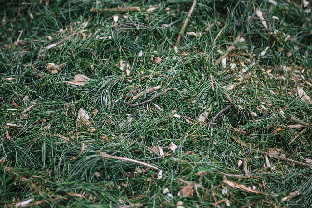 10 January Gardening Jobs You Must Complete - christmas tree mulch 10 January Gardening Jobs You Must Complete - christmas tree mulch