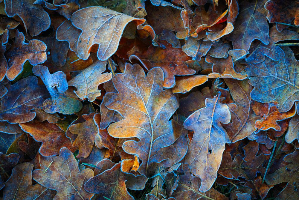 10 January Gardening Jobs You Must Complete - winter leaves 10 January Gardening Jobs You Must Complete - winter leaves