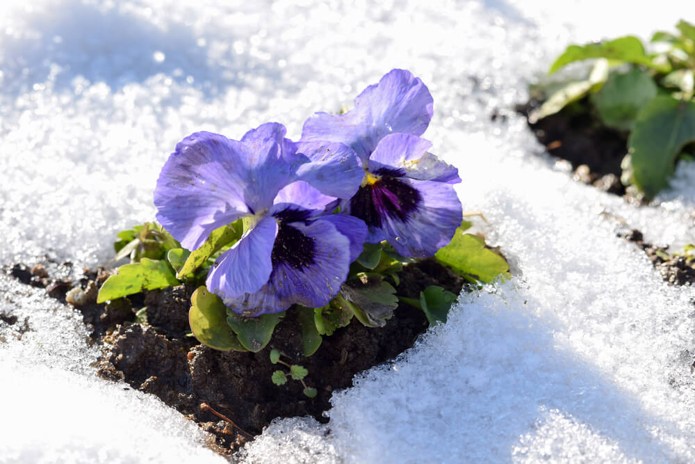 10 January Gardening Jobs You Must Complete - winter pansies 10 January Gardening Jobs You Must Complete - winter pansies