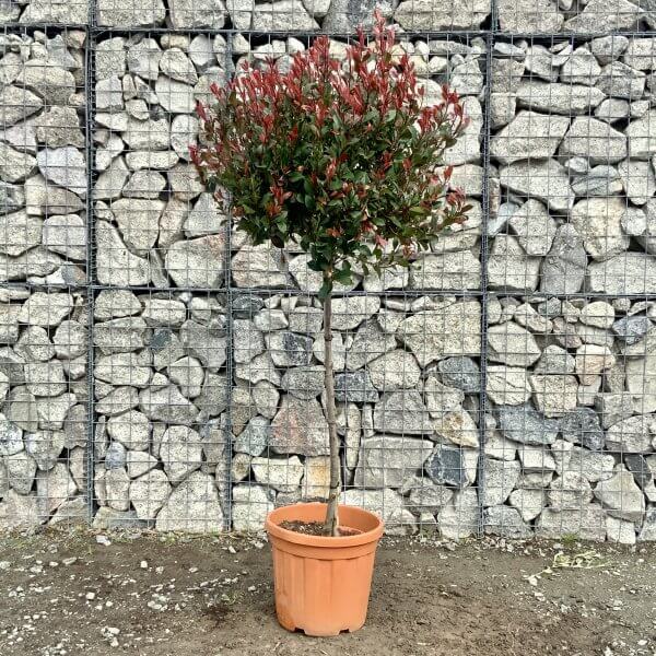 Red Robin x Fraseri 1.50M 'Photinia Nana/ Little Red Robin' Half Standard - IMG 4533 scaled