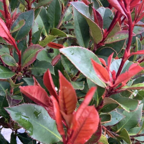 Red Robin x Fraseri 1.50M 'Photinia Nana/ Little Red Robin' Half Standard - IMG 4535 scaled