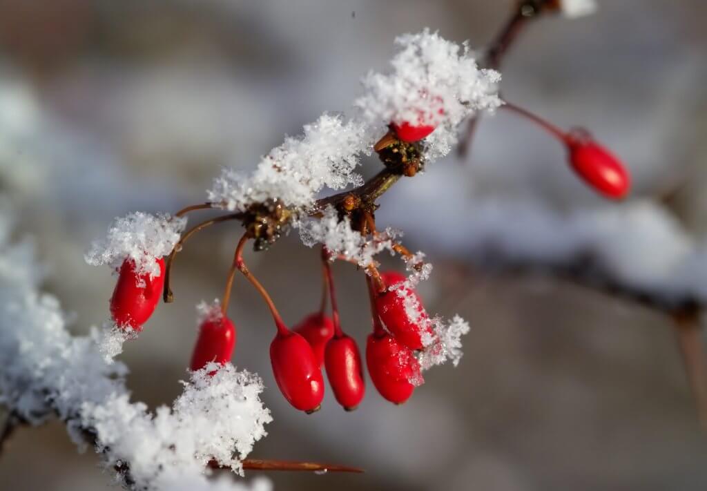 Red Blosoms in Snow