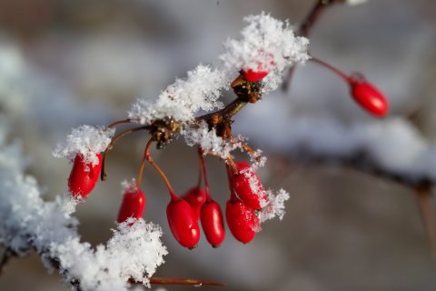 Red Blosoms in Snow