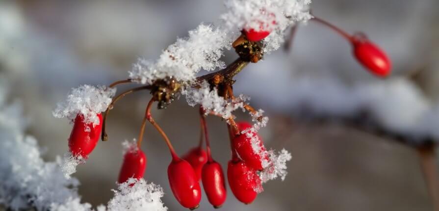 Red Blosoms in Snow