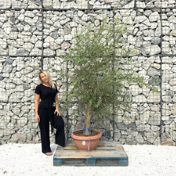 Tuscan Olive Tree XXL Natural Crown 2 - 2.40 M (In Patio Pot) - 19517155 D44A 4D19 A464 0C3E1E559037 scaled