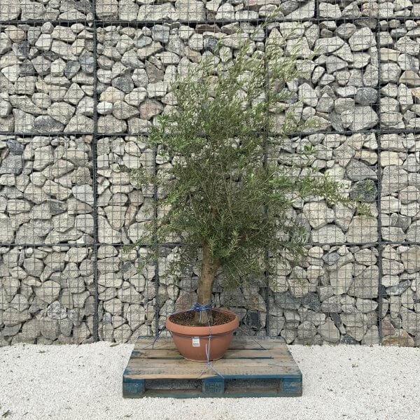 Tuscan Olive Tree XXL Natural Crown 2 - 2.40 M (In Patio Pot) - 1A2FD2F2 60F6 4982 886B CD1B8AFE0E0F scaled