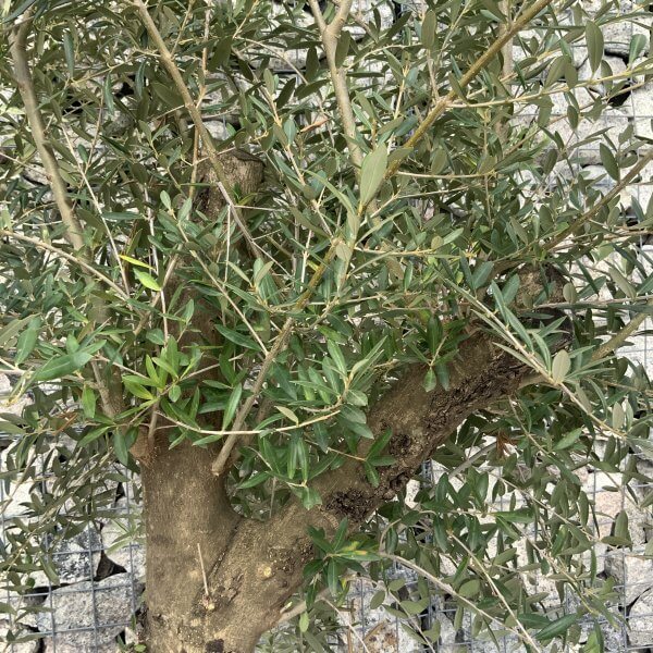 Tuscan Olive Tree XXL Natural Crown 2 - 2.40 M (In Patio Pot) - 619F199D EC03 43FE BCAC EABFAB27EC50 scaled