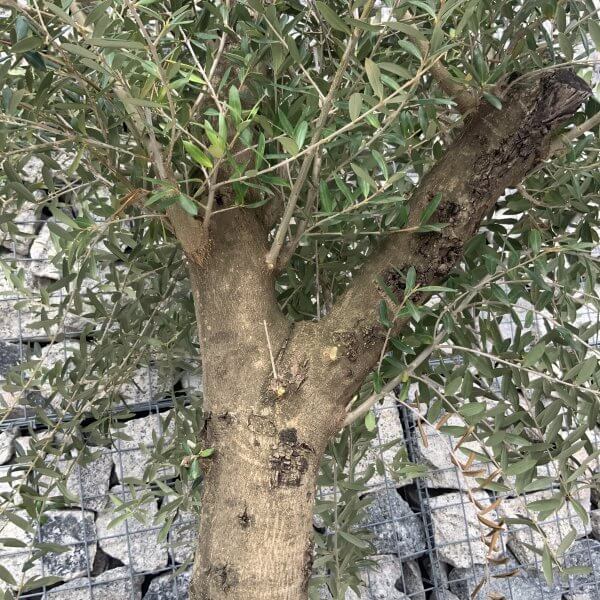 Tuscan Olive Tree XXL Natural Crown 2 - 2.40 M (In Patio Pot) - CD73D131 EF1F 4DCB A410 9C5A4AE124A8 scaled