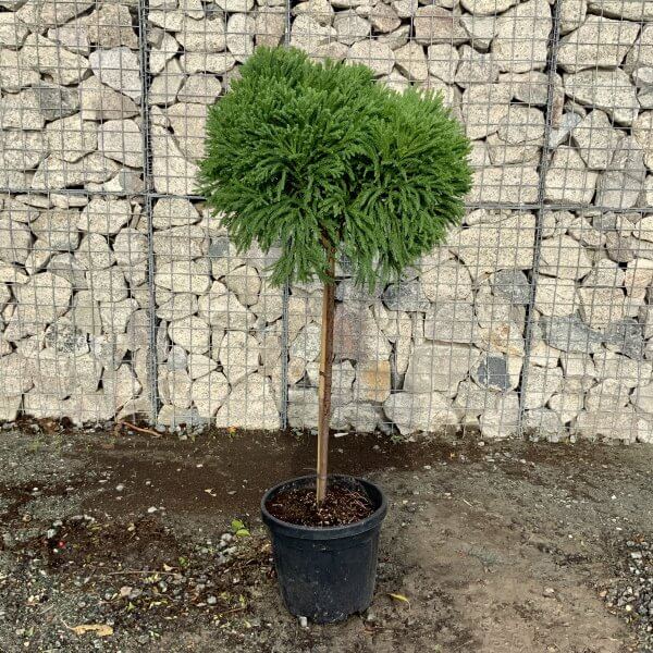 Cryptomeria Japonica (Little Champion) Half Standard Tree - IMG 2469 scaled