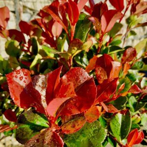 Red Robin (Photinia)