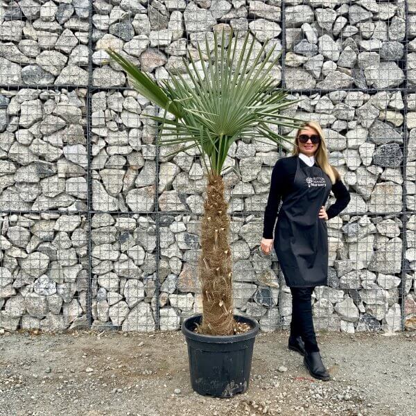 Palm Tree (Trachycarpus Fortunei) Trunk: 80 - 100 cm - IMG 3394 scaled
