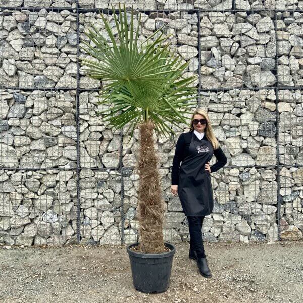 Palm Tree (Trachycarpus Fortunei) Trunk: 100 - 120 cm - IMG 3405 scaled