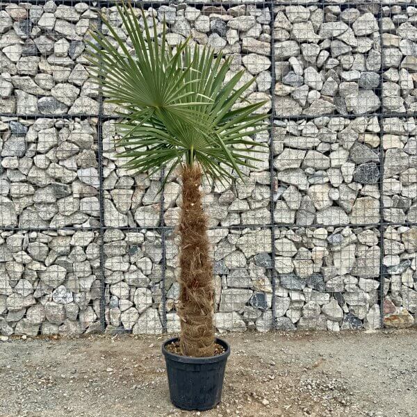 Palm Tree (Trachycarpus Fortunei) Trunk: 100 - 120 cm - IMG 3408 scaled