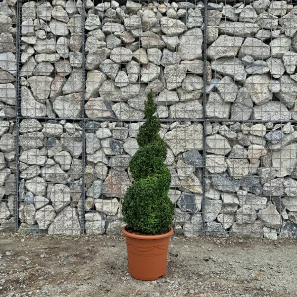 Buxus Sempervirens Topiary Spiral 110 CM - IMG 3461 scaled