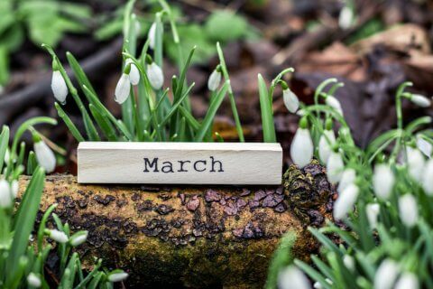 10 March Gardening Jobs You Must Complete - March Gardening