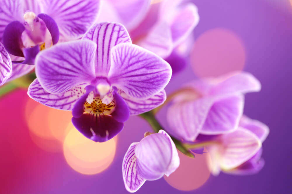 5 Most Popular Valentine's Day Flowers - Purple Orchids