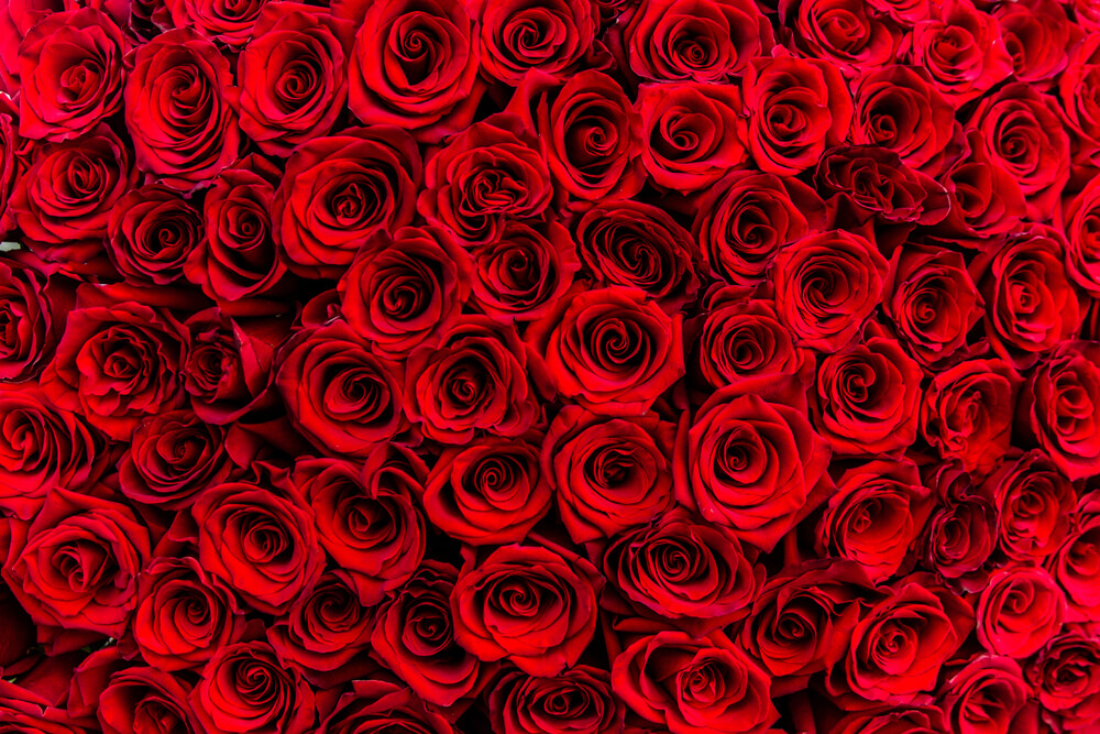 5 Most Popular Valentine's Day Flowers - Valentines roses 5 Most Popular Valentine's Day Flowers - Valentines roses