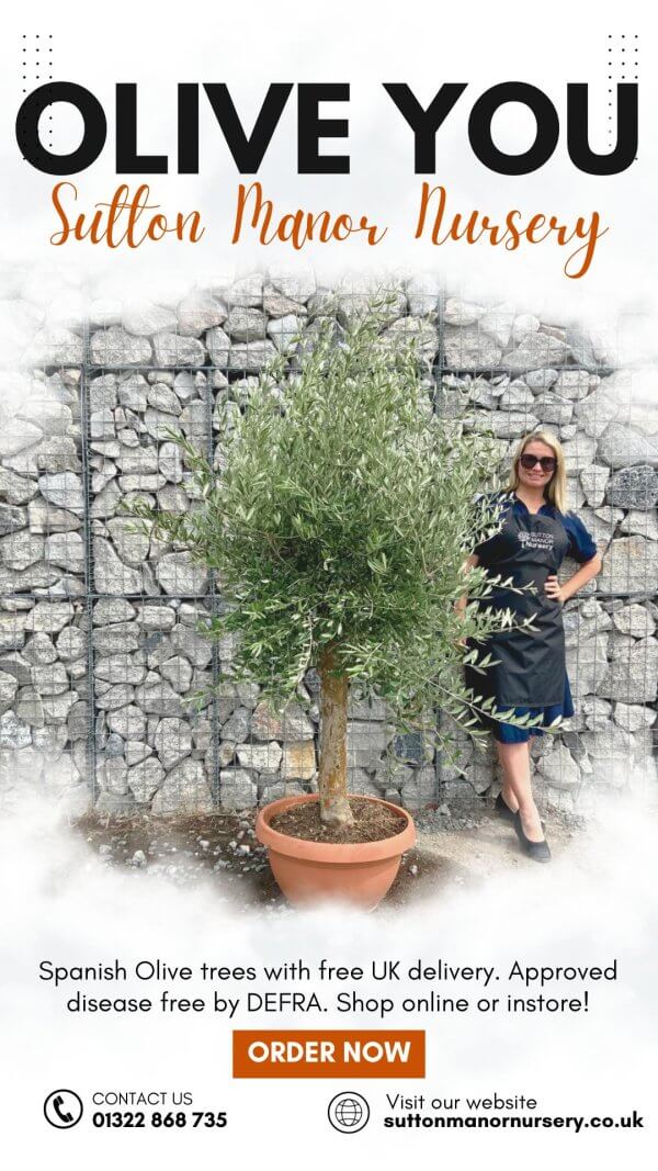 Tuscan Olive Tree XXL Natural Crown (In Patio Pot) 1.70 – 1.90 CM - White Minimalist Travel Instagram Story