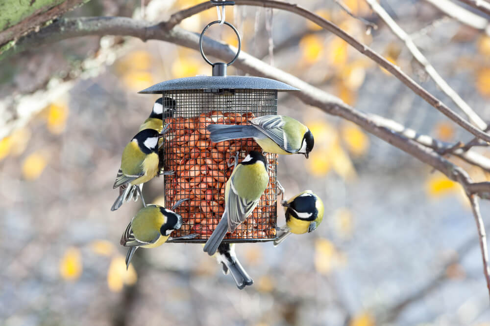 10 March Gardening Jobs You Must Complete - bird feeders 10 March Gardening Jobs You Must Complete - bird feeders