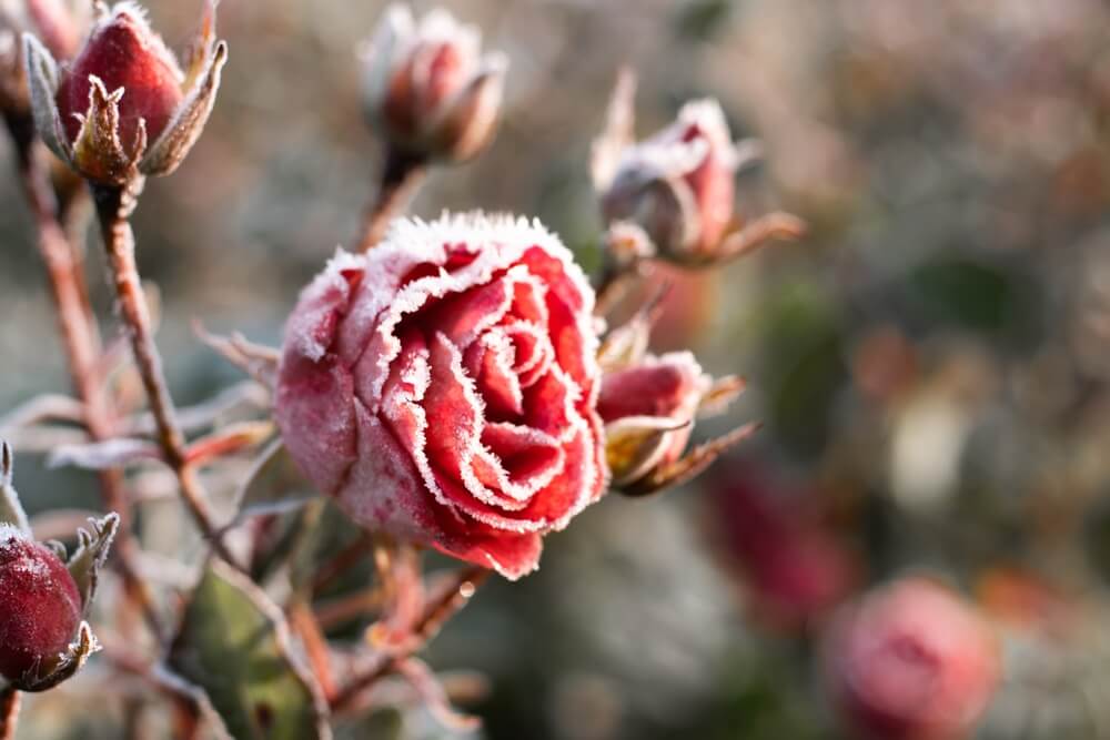 10 March Gardening Jobs You Must Complete - frosted plants