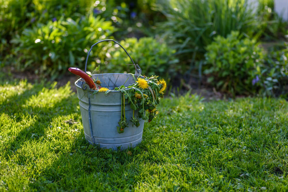 10 March Gardening Jobs You Must Complete - garden weeds