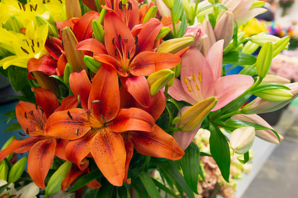 5 Most Popular Valentine's Day Flowers - lilies 5 Most Popular Valentine's Day Flowers - lilies