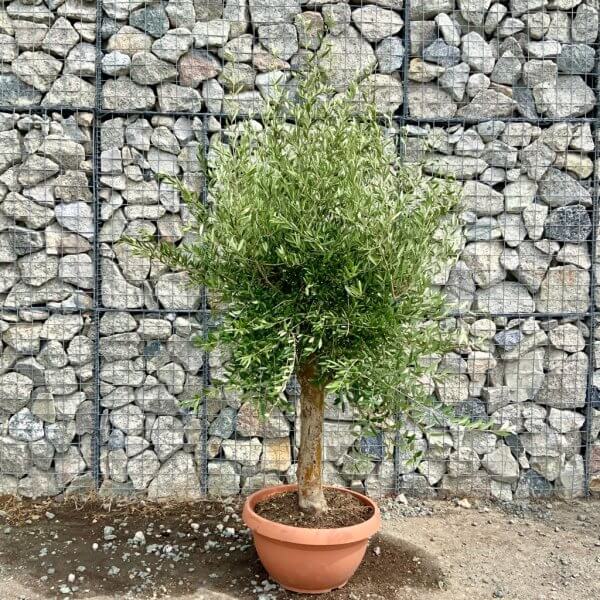 Tuscan Olive Tree XXL Natural Crown (In Patio Pot) 1.70 – 1.90 CM - patio new 2