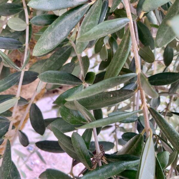 Tuscan Olive Tree XXL Natural Crown (In Patio Pot) 1.70 – 1.90 CM - patio new 3