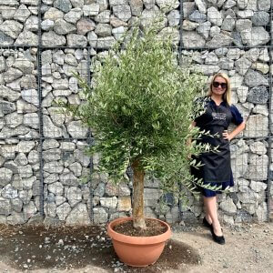 Tuscan Olive Tree XXL Natural Crown 2 – 2.40 M (In Patio Pot) - patio new Tuscan Olive Tree XXL Natural Crown 2 – 2.40 M (In Patio Pot) - patio new