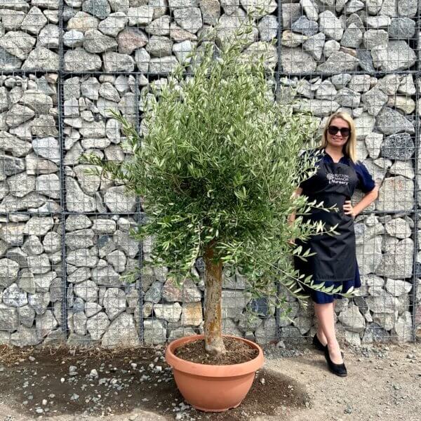 Tuscan Olive Tree XXL Natural Crown 2 - 2.40 M (In Patio Pot) - patio new