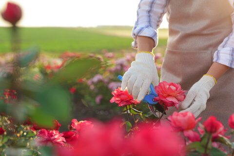 Transform Your Space with Elegant Potted Trees and Exquisite Garden Pots from Sutton Manor Nursery - pruning roses