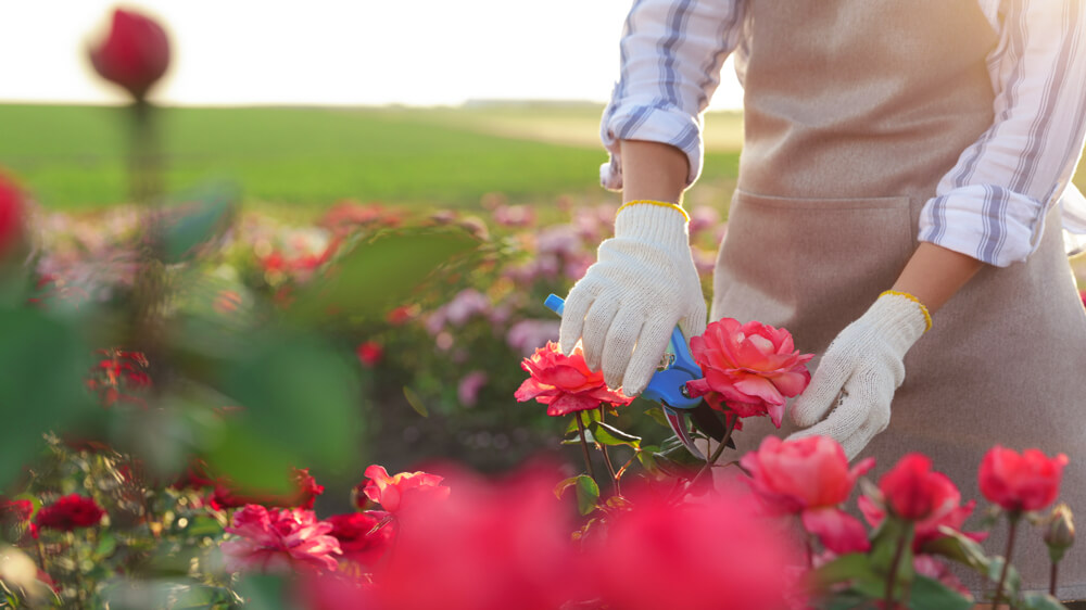 10 March Gardening Jobs You Must Complete - pruning roses