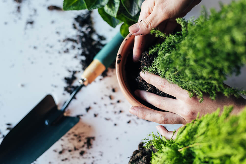 10 March Gardening Jobs You Must Complete - replanting indoor plants