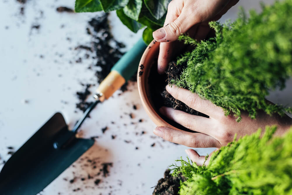 10 March Gardening Jobs You Must Complete - replanting indoor plants 10 March Gardening Jobs You Must Complete - replanting indoor plants