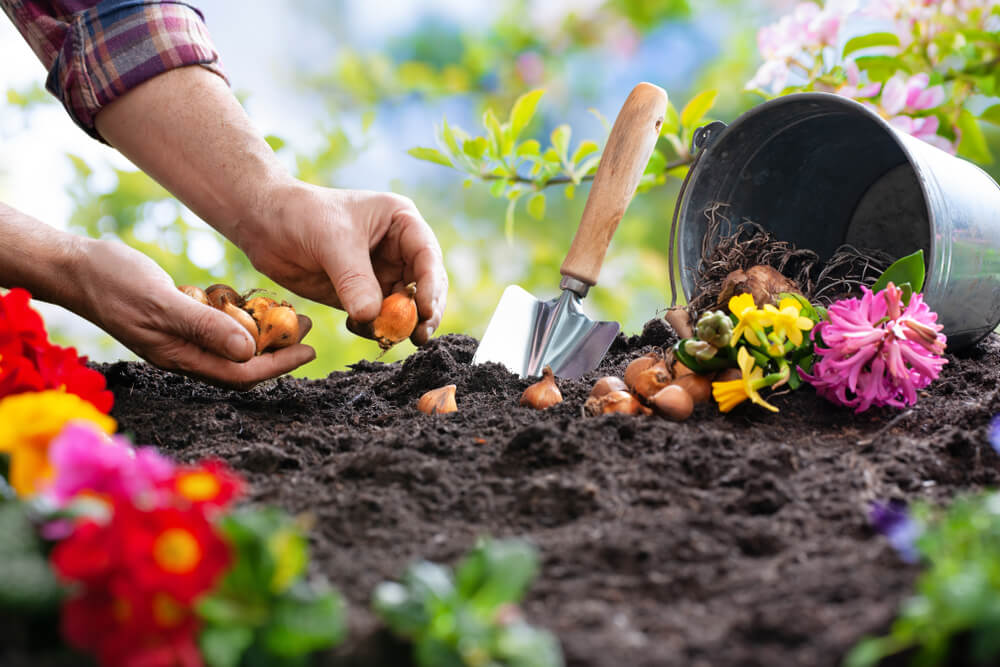 10 March Gardening Jobs You Must Complete - summer flowering bulbs