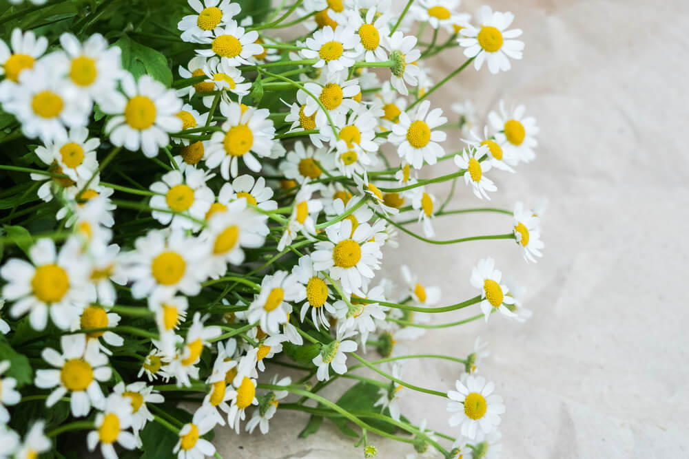 5 Most Popular Valentine's Day Flowers - white daisies
