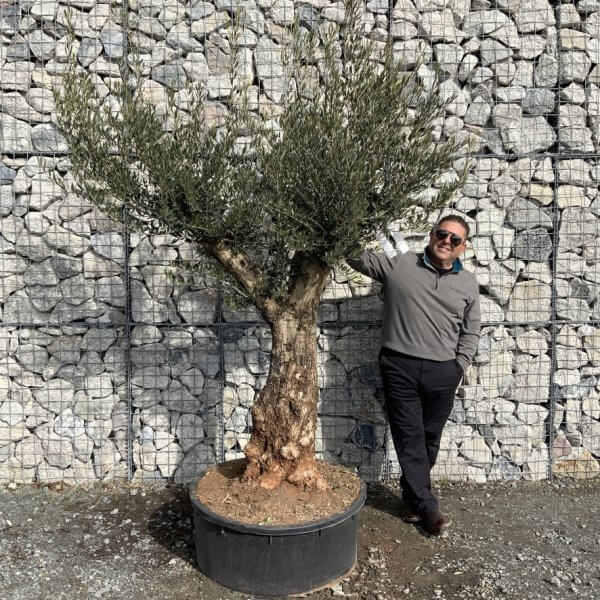 Gnarled Olive Tree Multi Thick Stem XXXL (Low Bowl) G202 - 03132AFF 6E20 4C6A A66D 0A610A2BB13B 1 105 c