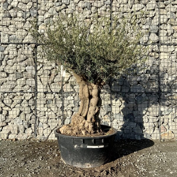 Gnarled Olive Tree Multi Stem Low Bowl XXL (Turtle) G276 - 074E51DA 7337 46B7 A18C 7794C32E156F 1 105 c