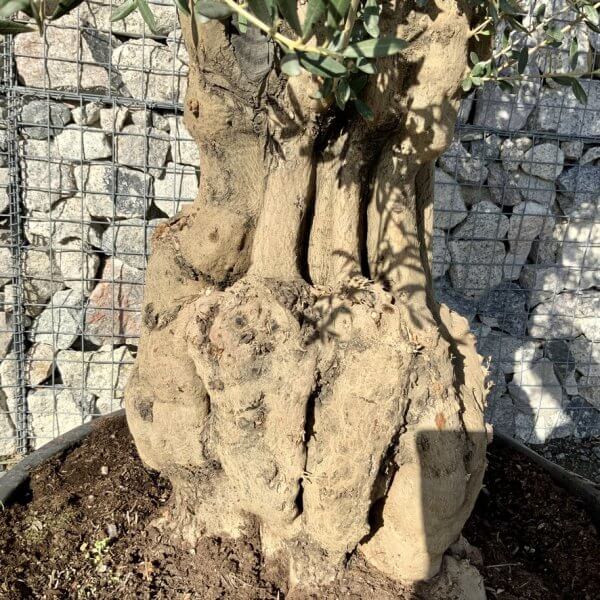 Gnarled Olive Tree Multi Stem Low Bowl XXL (Turtle) G253 - 07BB351D 1E2C 4D0E B04D 0CBF8D5C42FD 1 105 c