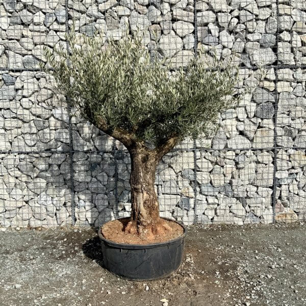 Gnarled Olive Tree Multi Thick Stem XXXL (Low Bowl) G208 - 0AC0E43D 55D5 4539 BB48 9026AA133524 1 105 c