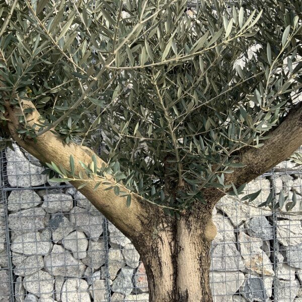 Gnarled Olive Tree Multi Thick Stem XXXL (Low Bowl) G180 - 0D49C04D 35C2 4028 901A AB13CF356ADB 1 105 c