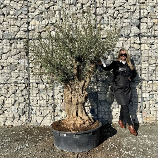 Gnarled Olive Tree Multi Stem Low Bowl XXL (Turtle) G243 - 0D6C6179 7EEA 4DD1 A791 AD03506E0F54 1 105 c
